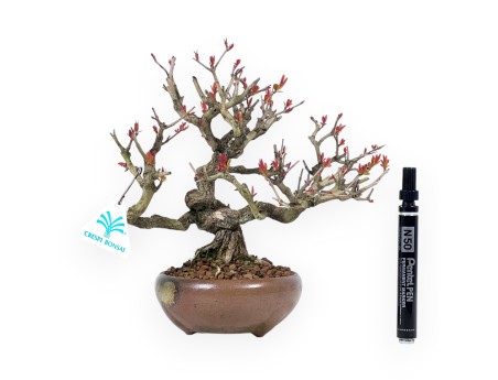 Bonsai di Melograno da 24 cm | Vaso tondo in grés