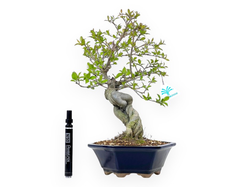 Bonsái de Ilex de 36 cm | Maceta hexagonal azul
