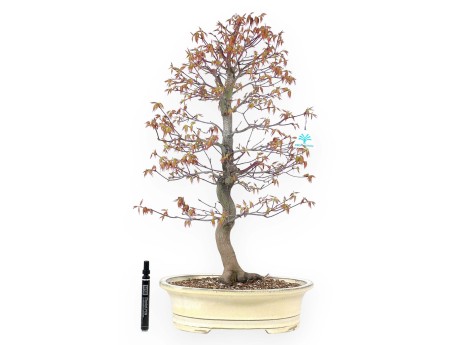 Bonsaï de Érable de 67 cm | Pot ovale crème
