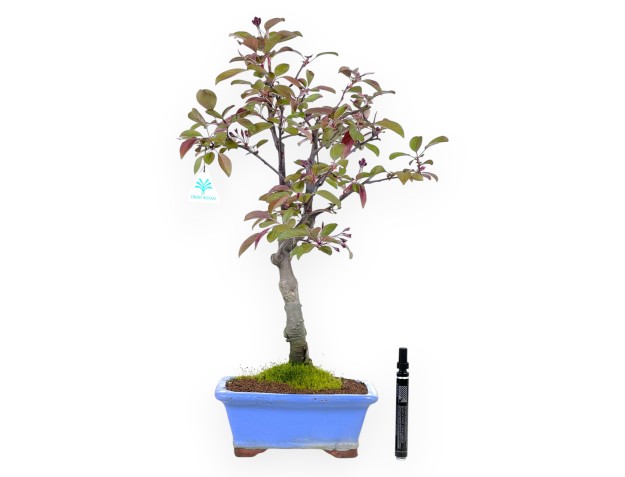 Apfelbaum Bonsai von 56 cm | Rechteckiger hellblau Topf