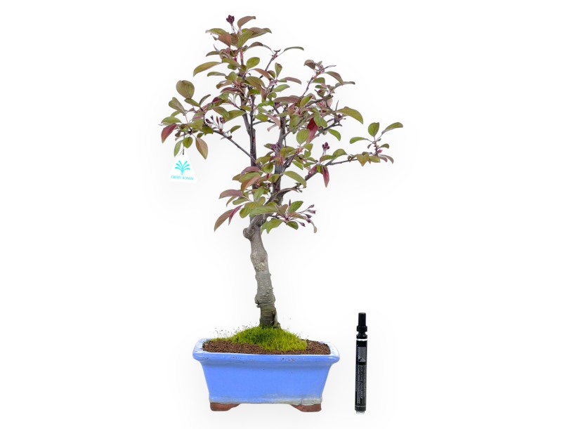 Bonsaï de pommier de 56 cm | Pot rectangulaire bleu clair