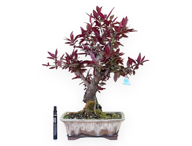 Prunus Bonsai von 57 cm | Rechteckiger Creme und Braun Topf