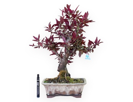 Prunus bonsai of 57 cm | Cream and brown rectangular pot
