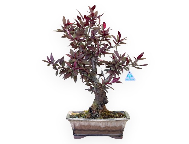 Prunus bonsai de 57 cm | Pot rectangulaire crème et marron
