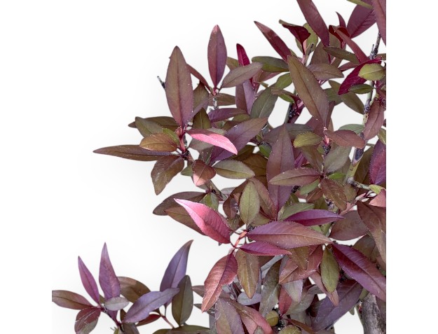 57 cm Prunus bonsai| Creme en bruine rechthoekige pot 2