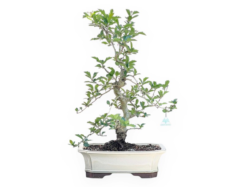 Bonsaï de aubépine de 62 cm | Pot rectangulaire crème