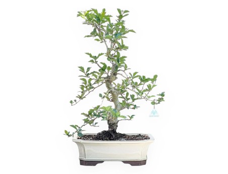 Meidoorn bonsai van 62 cm | Rechthoekig crème pot