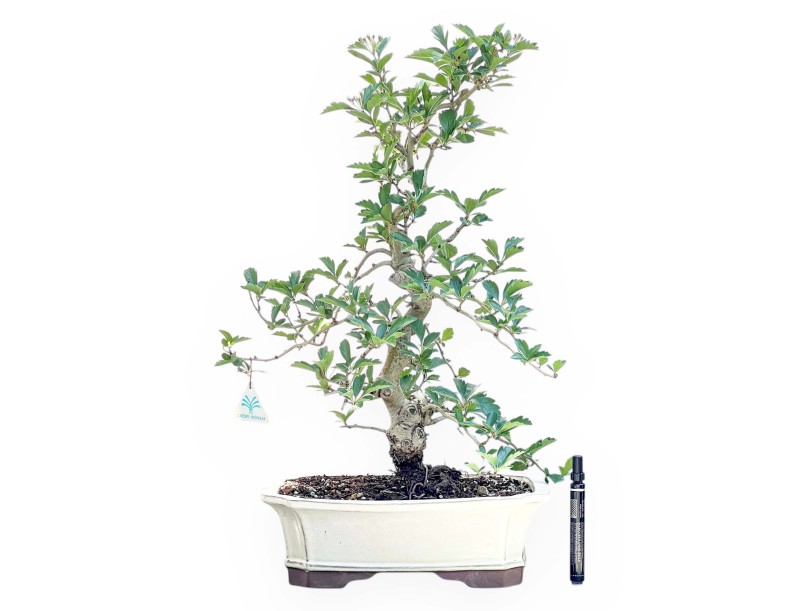 Bonsai di biancospino da 62 cm | Vaso rettangolare crema