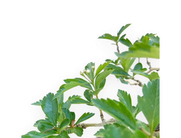 Meidoorn bonsai van 62 cm | Rechthoekig crème pot 2