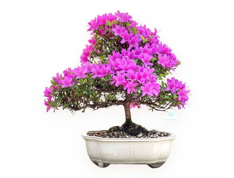 Bonsai di Azalea da 46 cm | Vaso a nuvola crema