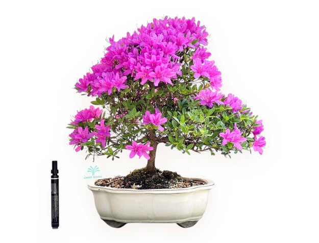 Bonsai di Azalea da 46 cm | Vaso a nuvola crema