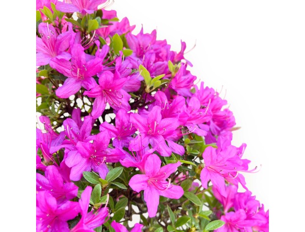 Bonsaï de Azalée de 46 cm | Pot à nuage crème 2