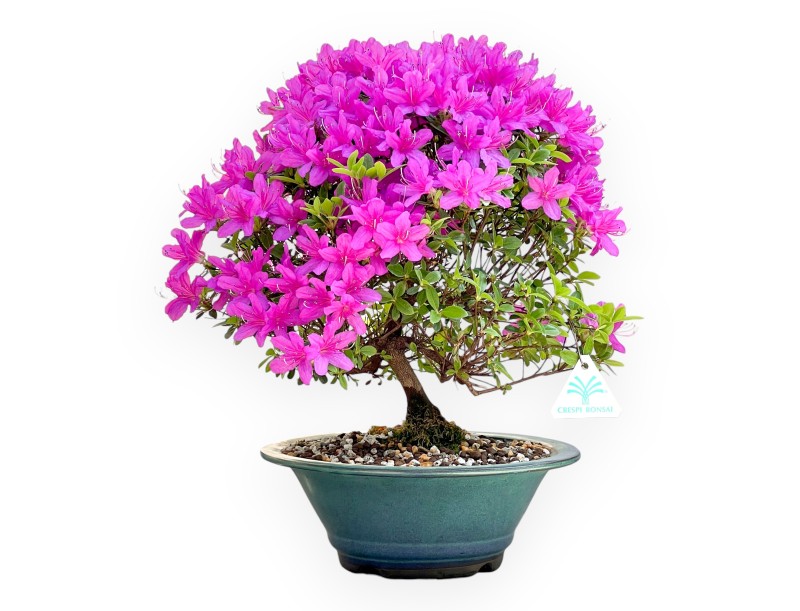 Bonsai di Azalea da 38 cm | Vaso tondo verde-turchese