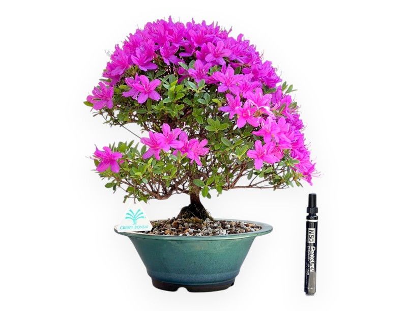 Azalee Bonsai von 38 cm | Rund grün-türkis Topf