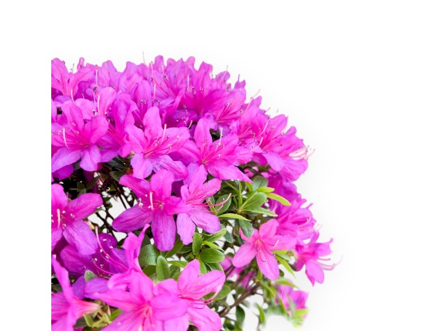 Bonsai di Azalea da 38 cm | Vaso tondo verde-turchese 2