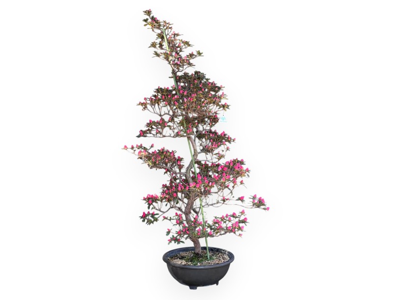 Bonsai di Azalea da 135 cm | Vaso in plastica tondo marrone