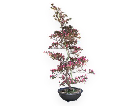 Bonsai di Azalea da 135 cm | Vaso in plastica tondo marrone