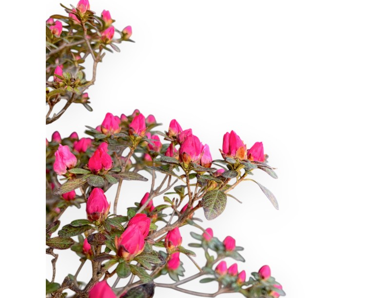 Bonsai di Azalea da 135 cm | Vaso in plastica tondo marrone