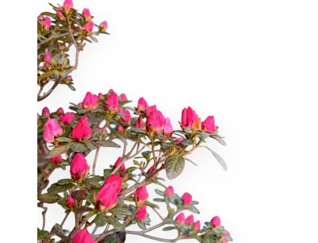 Bonsai di Azalea da 135 cm | Vaso in plastica tondo marrone