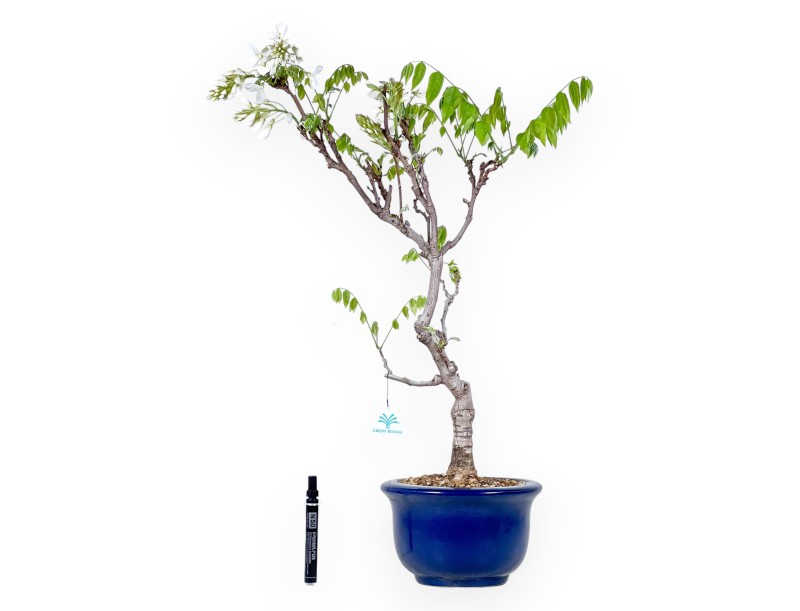Bonsaï glycine de 70 cm | Pot rond bleu
