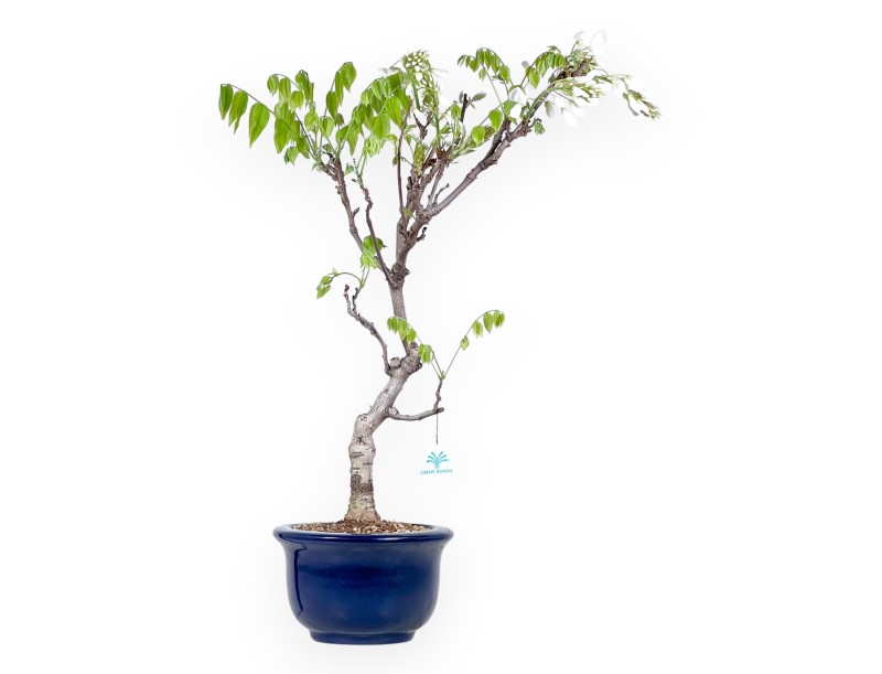 Wisteria Bonsai von 70 cm | Rund blau Topf