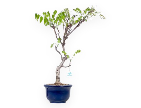 Bonsaï glycine de 70 cm | Pot rond bleu