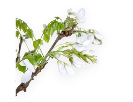 Bonsaï glycine de 70 cm | Pot rond bleu