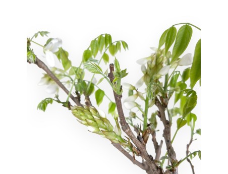 Bonsaï glycine de 70 cm | Pot rond bleu