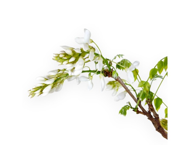 Bonsai di Glicine da 70 cm | Vaso tondo blu 2