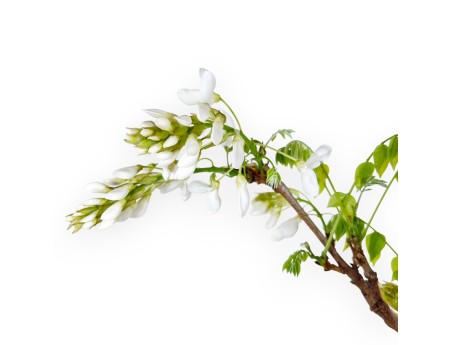 Wisteria Bonsai von 70 cm | Rund blau Topf