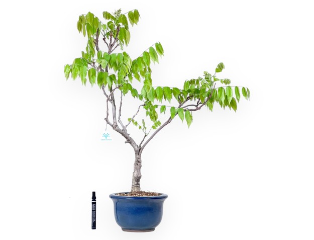Wisteria bonsai van 81 cm | Rond blauw pot