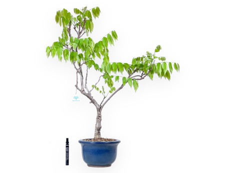 Bonsai di Glicine da 81 cm | Vaso tondo blu