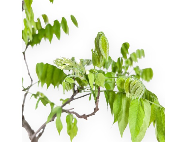 Wisteria bonsai van 81 cm | Rond blauw pot 2