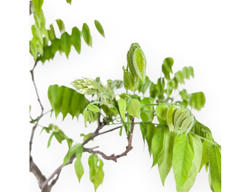 Wisteria Bonsai von 81 cm | Rund blau Topf
