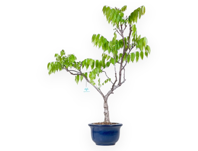 Bonsai di Glicine da 81 cm | Vaso tondo blu