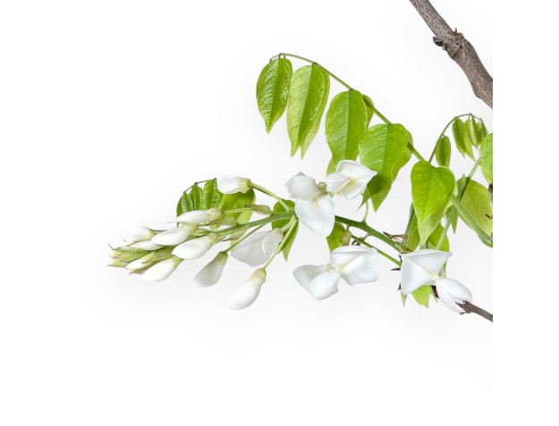 Wisteria bonsai van 75 cm | Rond blauw pot 2