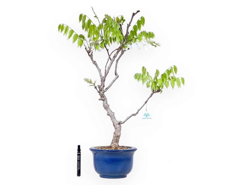 Bonsai di Glicine da 75 cm | Vaso tondo blu