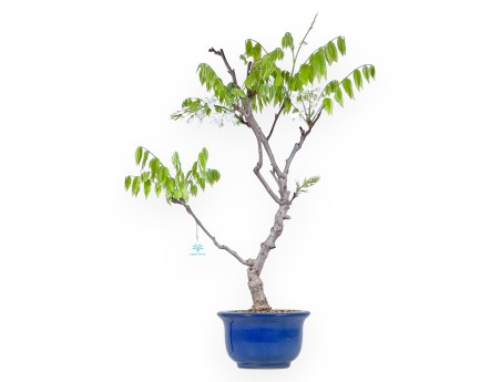 Bonsaï glycine de 75 cm | Pot rond bleu