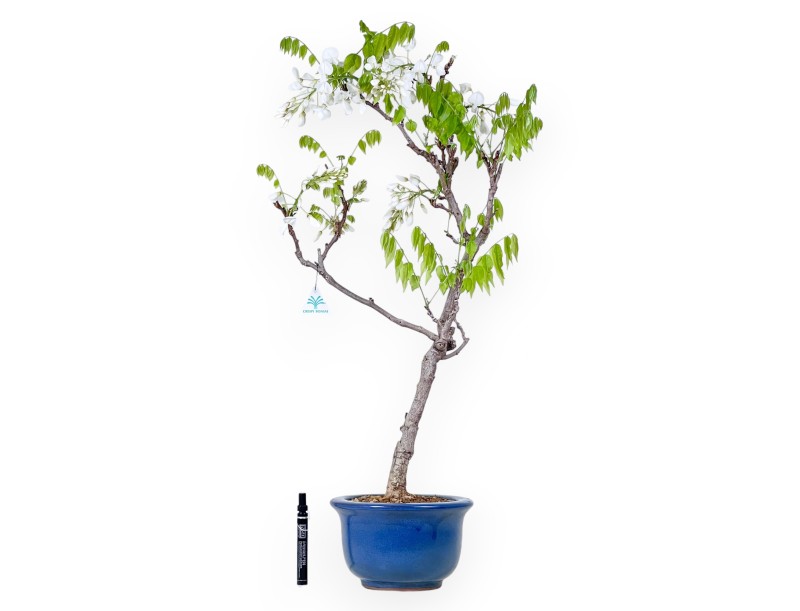 Bonsaï glycine de 84 cm | Pot rond bleu