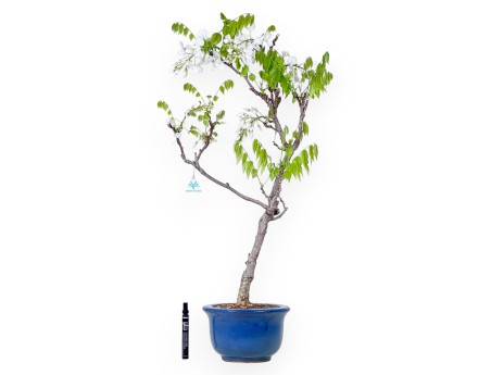 Wisteria Bonsai von 84 cm | Rund blau Topf