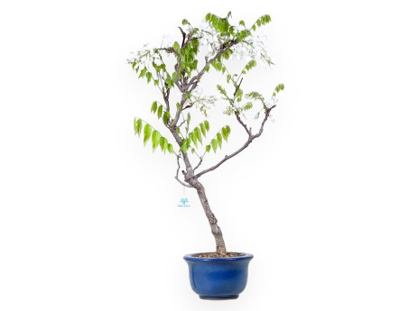 Bonsaï glycine de 84 cm | Pot rond bleu