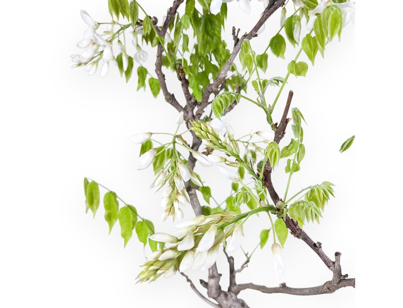 Bonsaï glycine de 84 cm | Pot rond bleu