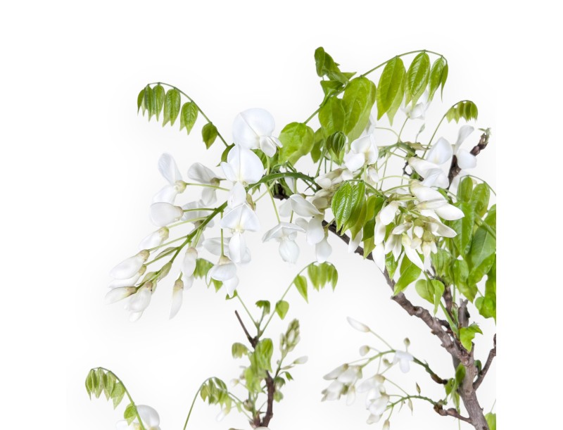 Bonsaï glycine de 84 cm | Pot rond bleu