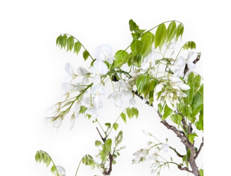 Bonsaï glycine de 84 cm | Pot rond bleu