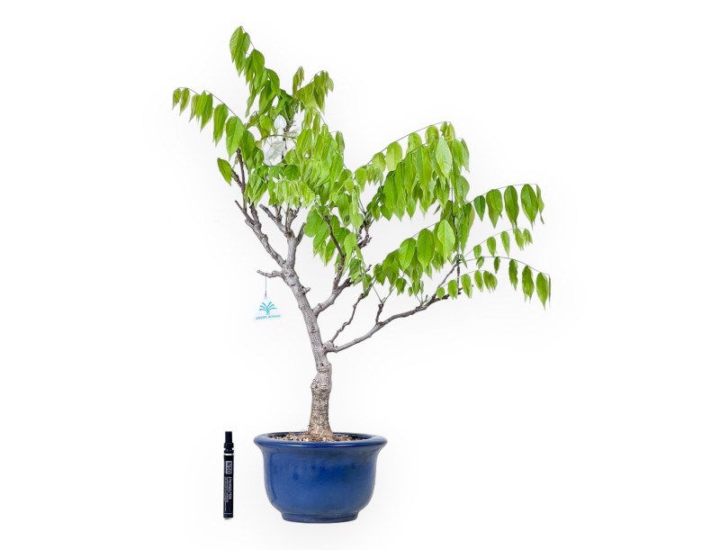 Wisteria bonsai van 77 cm | Rond blauw pot