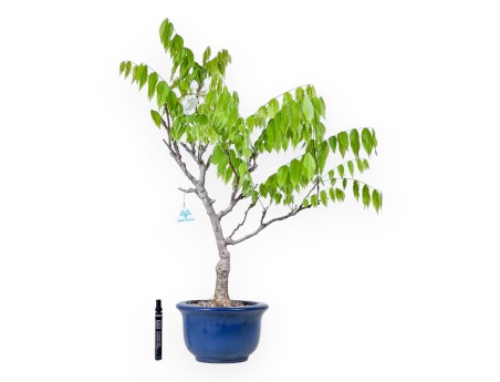 Wisteria bonsai van 77 cm | Rond blauw pot
