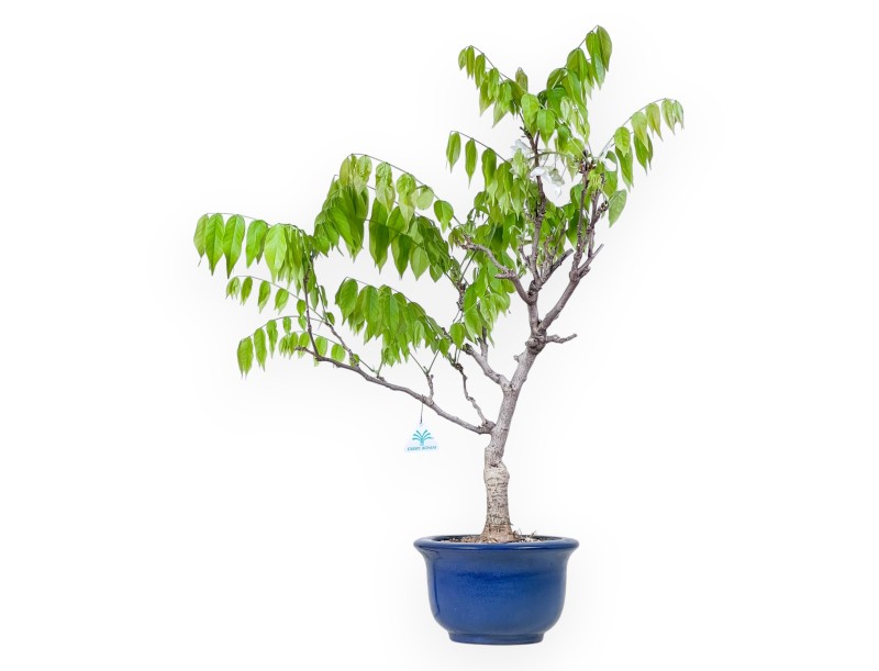 Wisteria bonsai van 77 cm | Rond blauw pot