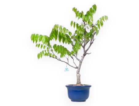 Bonsai di Glicine da 77 cm | Vaso tondo blu