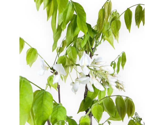 Wisteria bonsai van 77 cm | Rond blauw pot 2