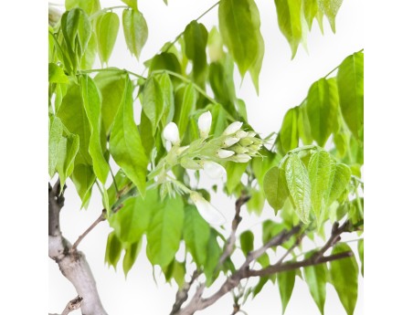 Bonsaï glycine de 77 cm | Pot rond bleu